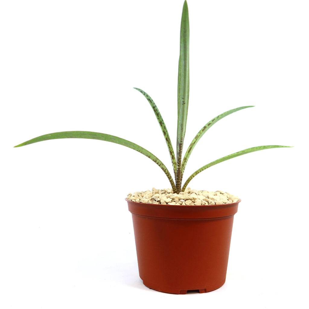 Mangave Freckles and Speckles succulent with spotted green leaves in a small brown pot with pebbles, shown on a white background.