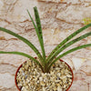 Mangave Freckles and Speckles succulent with dark-spotted green leaves in gravel-filled pot, set before a textured beige stone wall.