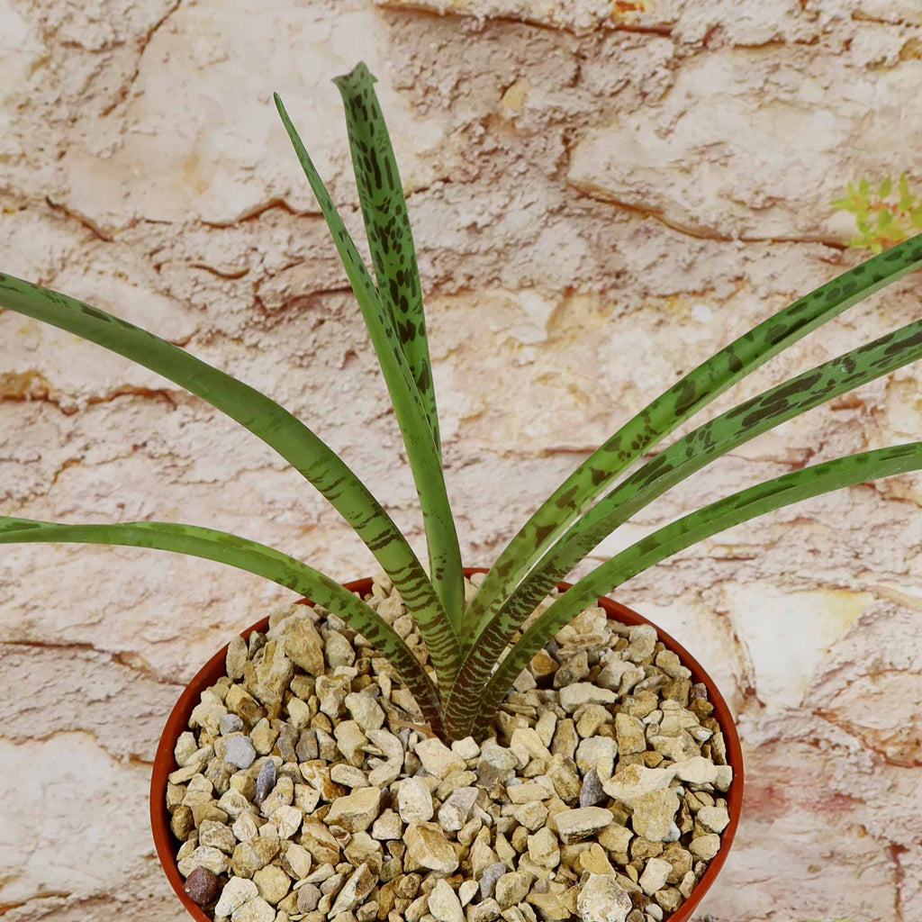 Mangave Freckles and Speckles succulent with dark-spotted green leaves in gravel-filled pot, set before a textured beige stone wall.