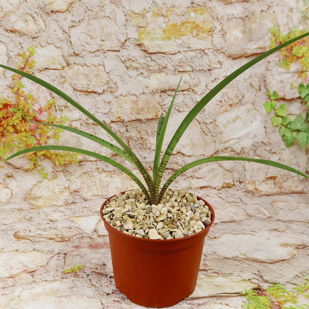 Mangave Freckles and Speckles succulent in a small orange-brown pot on light gravel, with stone-patterned background and ivy.