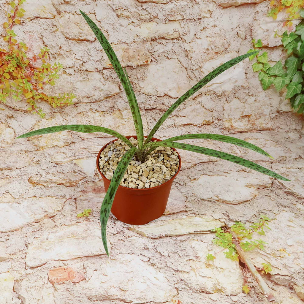 Mangave Freckles and Speckles succulent in a pot, narrow green leaves with dark speckles, on stone surface with leafy vines nearby.