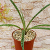 Potted Mangave Freckles and Speckles with narrow green leaves and dark spots, in light gravel by a stone wall, perfect for containers.