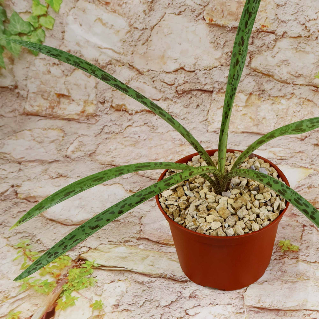 Mangave Freckles and Speckles, a hybrid succulent with green leaves and dark spots, in a brown plastic pot on gravel by a stone wall.