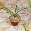 Mangave Freckles and Speckles hybrid succulent with speckled green leaves in a brown plastic pot, set on gravel by a stone wall.