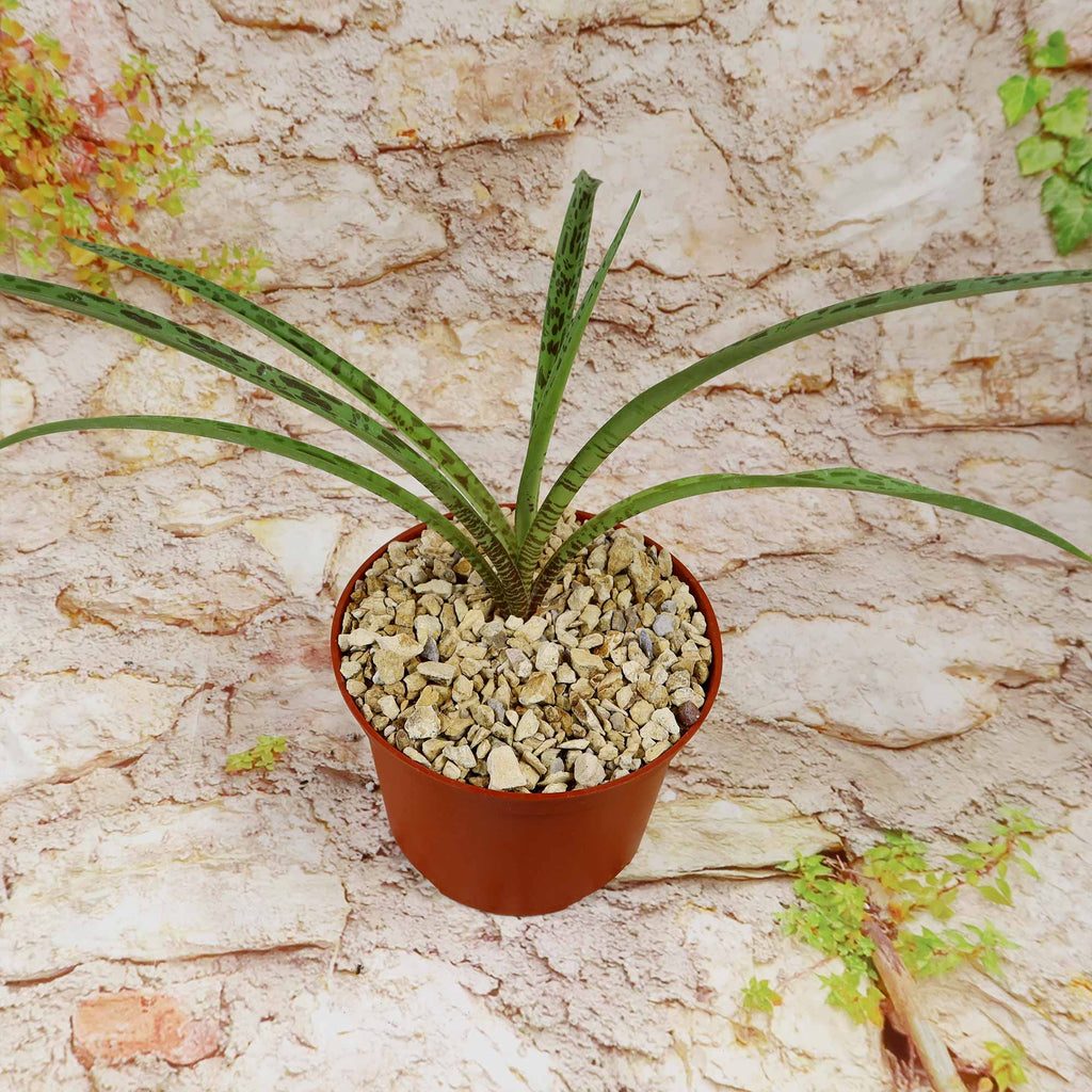 Mangave Freckles and Speckles hybrid succulent with speckled green leaves in a brown plastic pot, set on gravel by a stone wall.