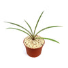 Mangave Freckles and Speckles hybrid succulent with long, spotted green leaves in a round brown plastic pot with light pebbles.