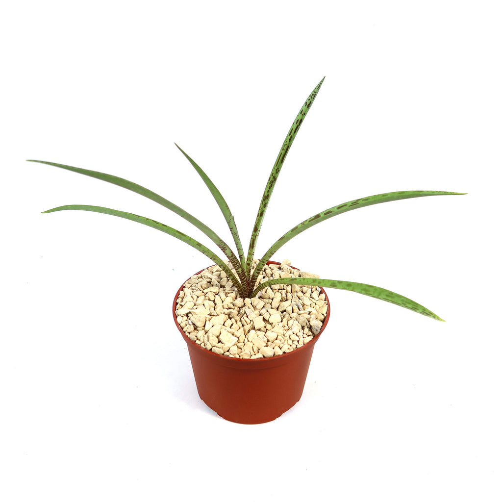 Mangave Freckles and Speckles hybrid succulent with long, spotted green leaves in a round brown plastic pot with light pebbles.