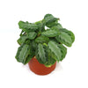 Maranta leuconeura Silver Band (Prayer Plant)