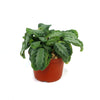 Maranta leuconeura Silver Band (Prayer Plant)