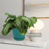 Maranta leuconeura Silver Band (Prayer Plant)