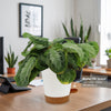 Maranta leuconeura Silver Band (Prayer Plant)