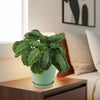 Maranta leuconeura Silver Band (Prayer Plant)