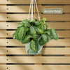 Front view of Maranta leuconeura Silver Band prayer plant showcasing lush green leaves with pale markings against a wooden slat wall