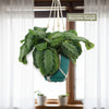 Front view of Maranta leuconeura Silver Band Prayer Plant showcasing green leaves in a hanging pot with a bright window background
