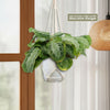 Front view of Maranta leuconeura Silver Band Prayer Plant showcasing striped leaves and included macrame hanger by a window