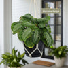 Front view of Maranta leuconeura Silver Band prayer plant showcasing patterned green leaves in a black pot with a bright window background