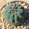 Matucana madisoniorum