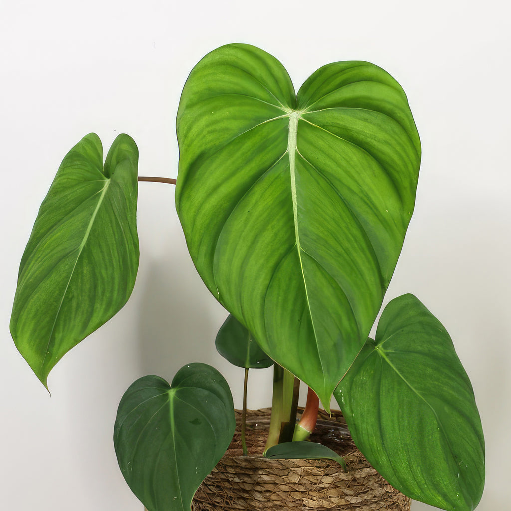 Philodendron ‘Mcdowell’