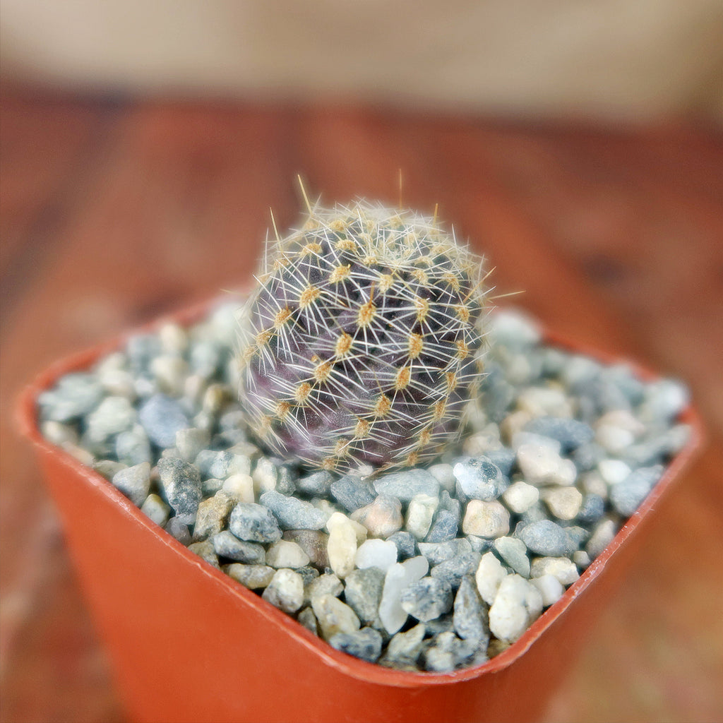 Mediolobivia rosalviflora pygmaea