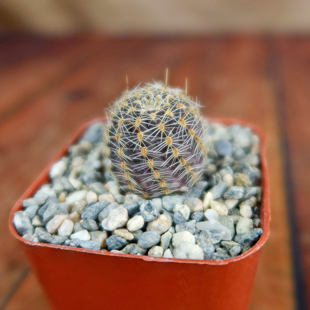 Mediolobivia rosalviflora pygmaea