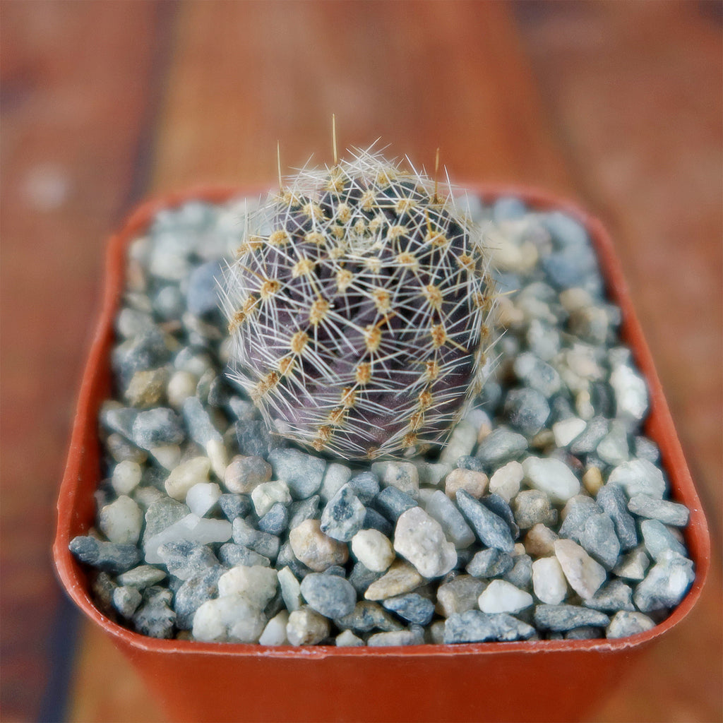 Mediolobivia rosalviflora pygmaea