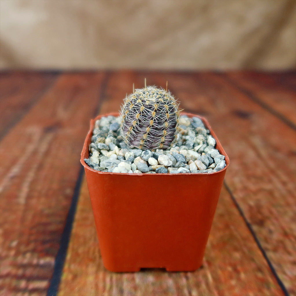 Mediolobivia rosalviflora pygmaea