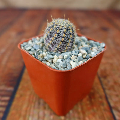 Mediolobivia rosalviflora pygmaea