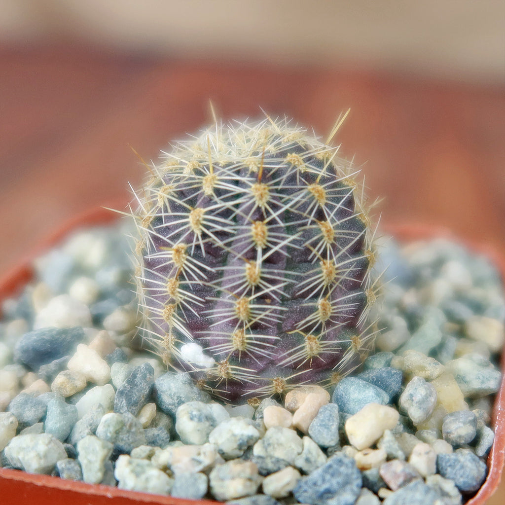 Mediolobivia rosalviflora pygmaea