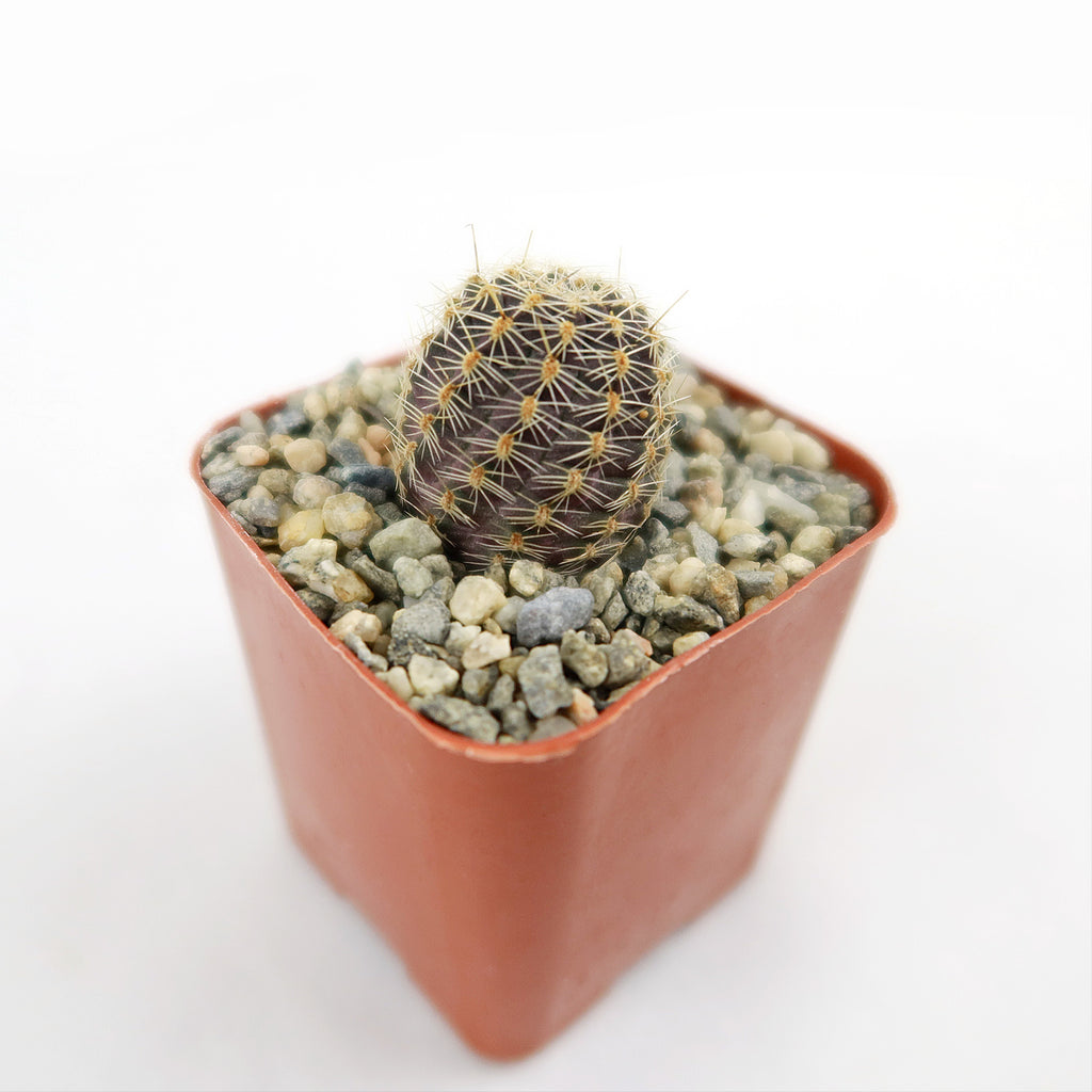 Mediolobivia rosalviflora pygmaea