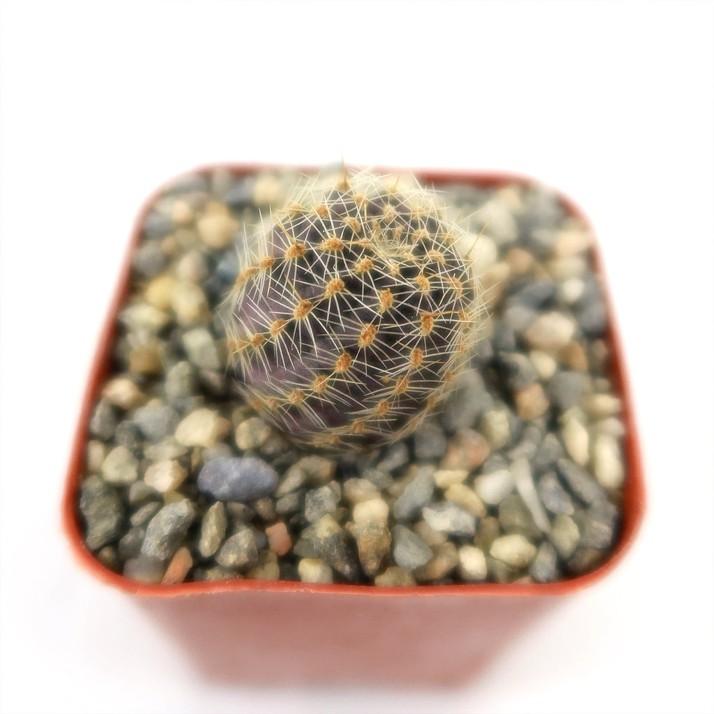 Mediolobivia rosalviflora pygmaea