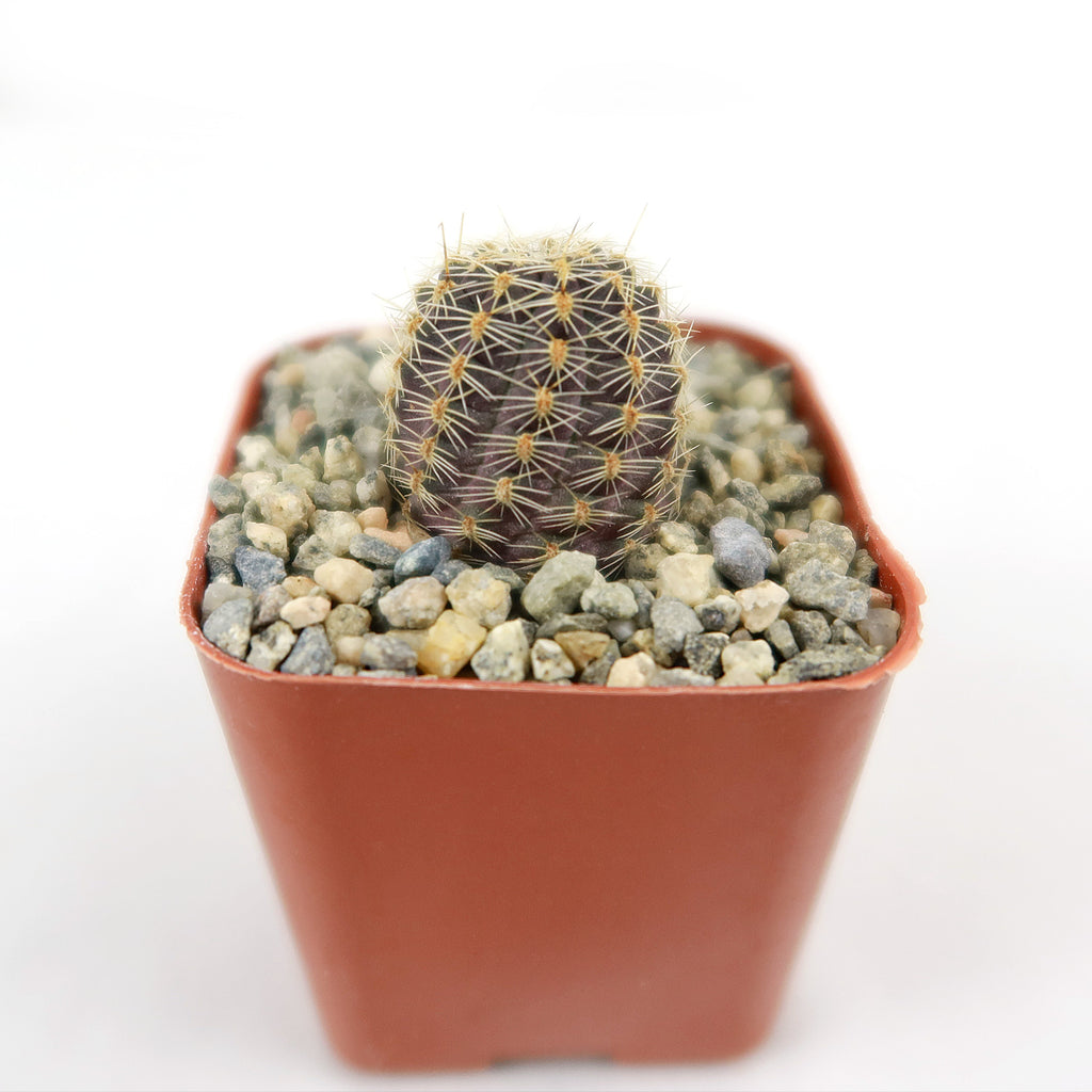 Mediolobivia rosalviflora pygmaea