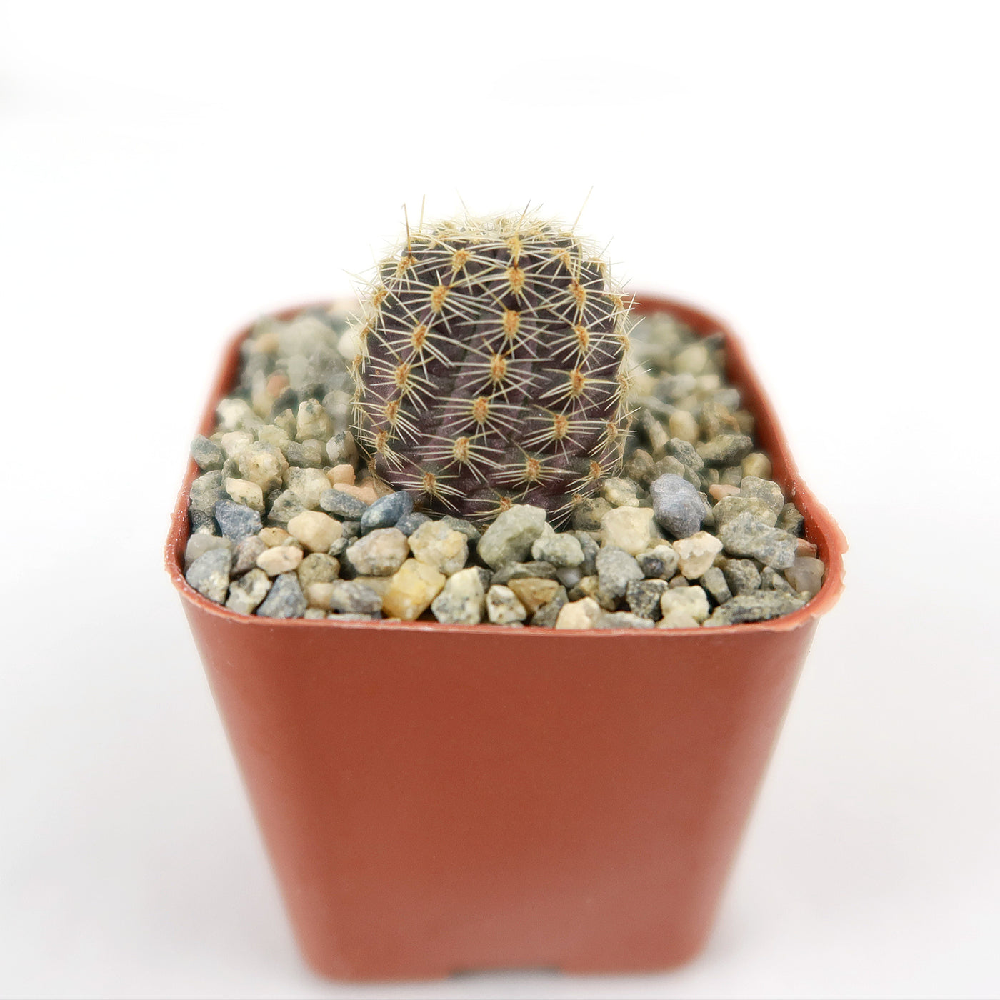 Mediolobivia rosalviflora pygmaea