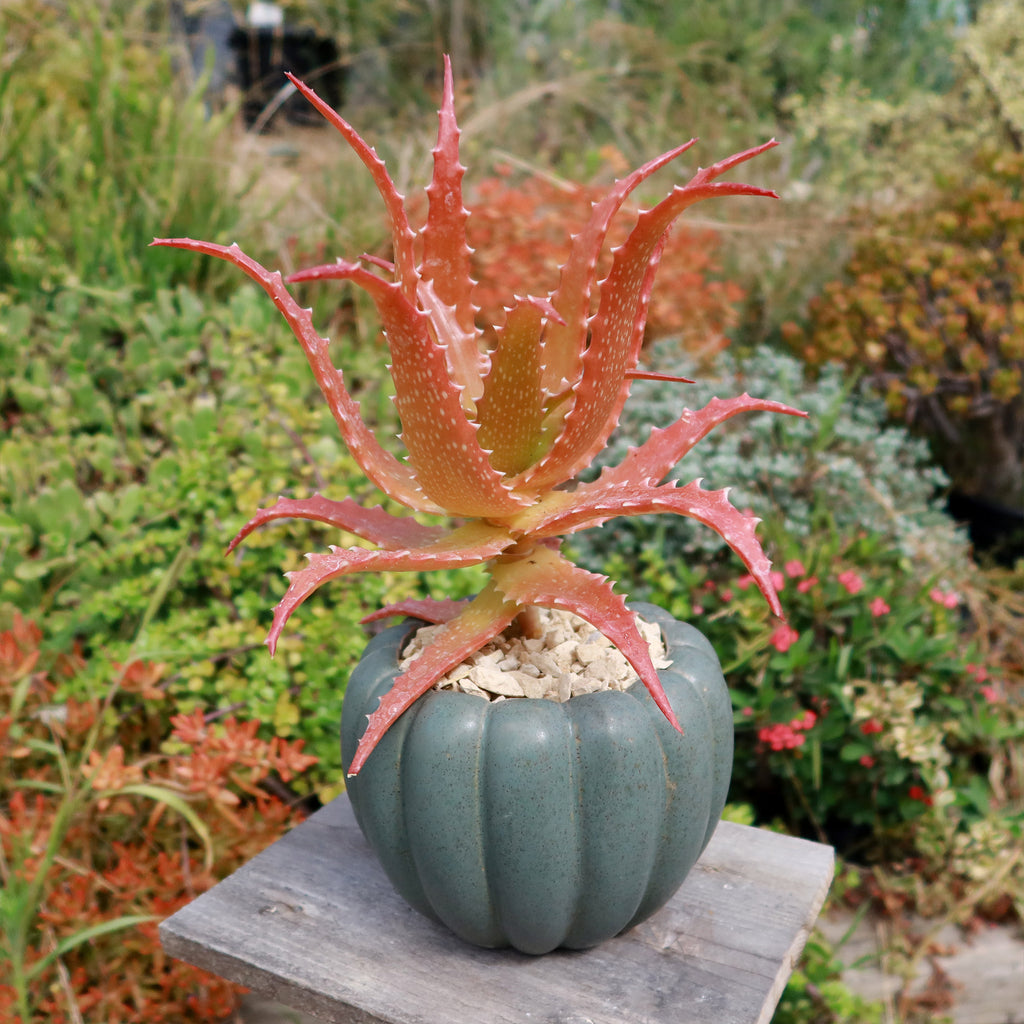 Weathered Hunter Green Pumpkin Pot