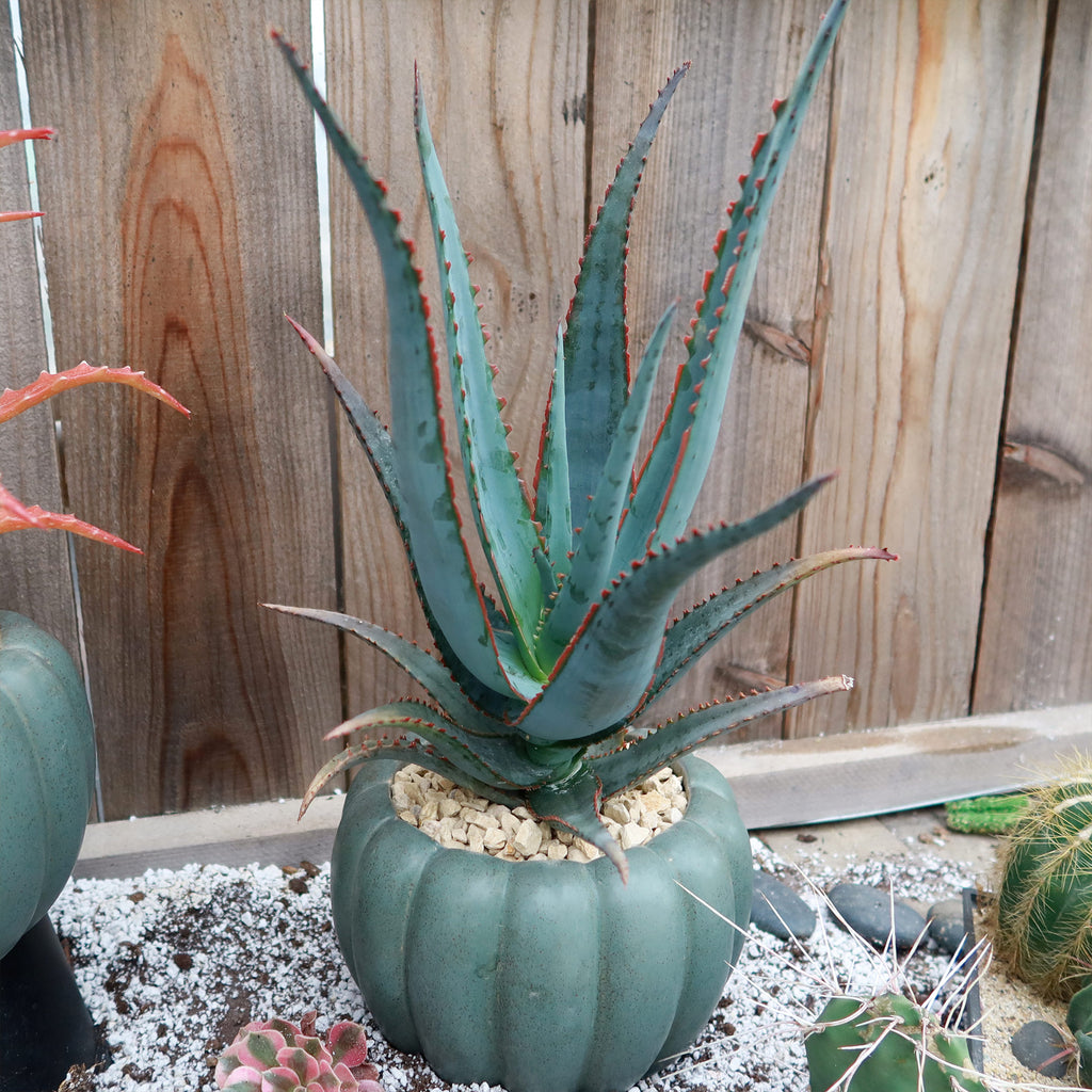 Weathered Hunter Green Pumpkin Pot