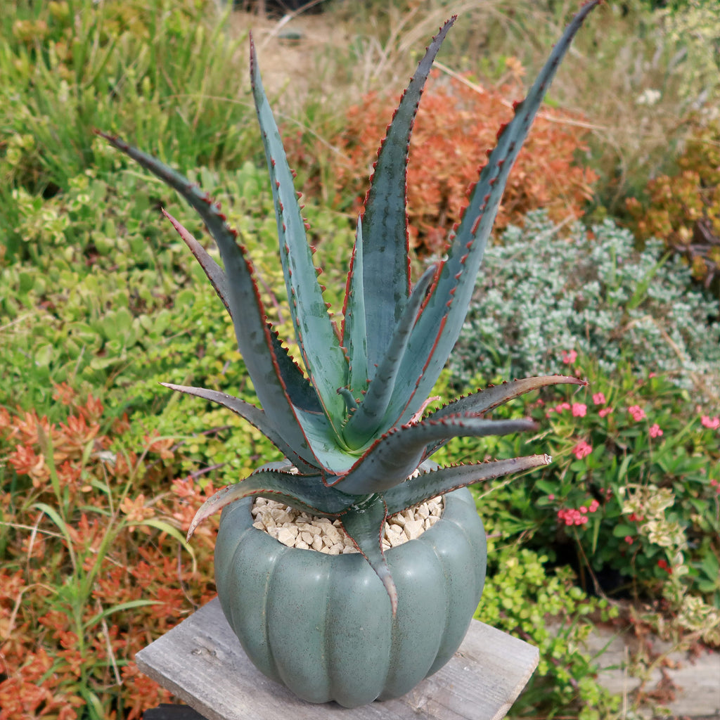 Weathered Hunter Green Pumpkin Pot