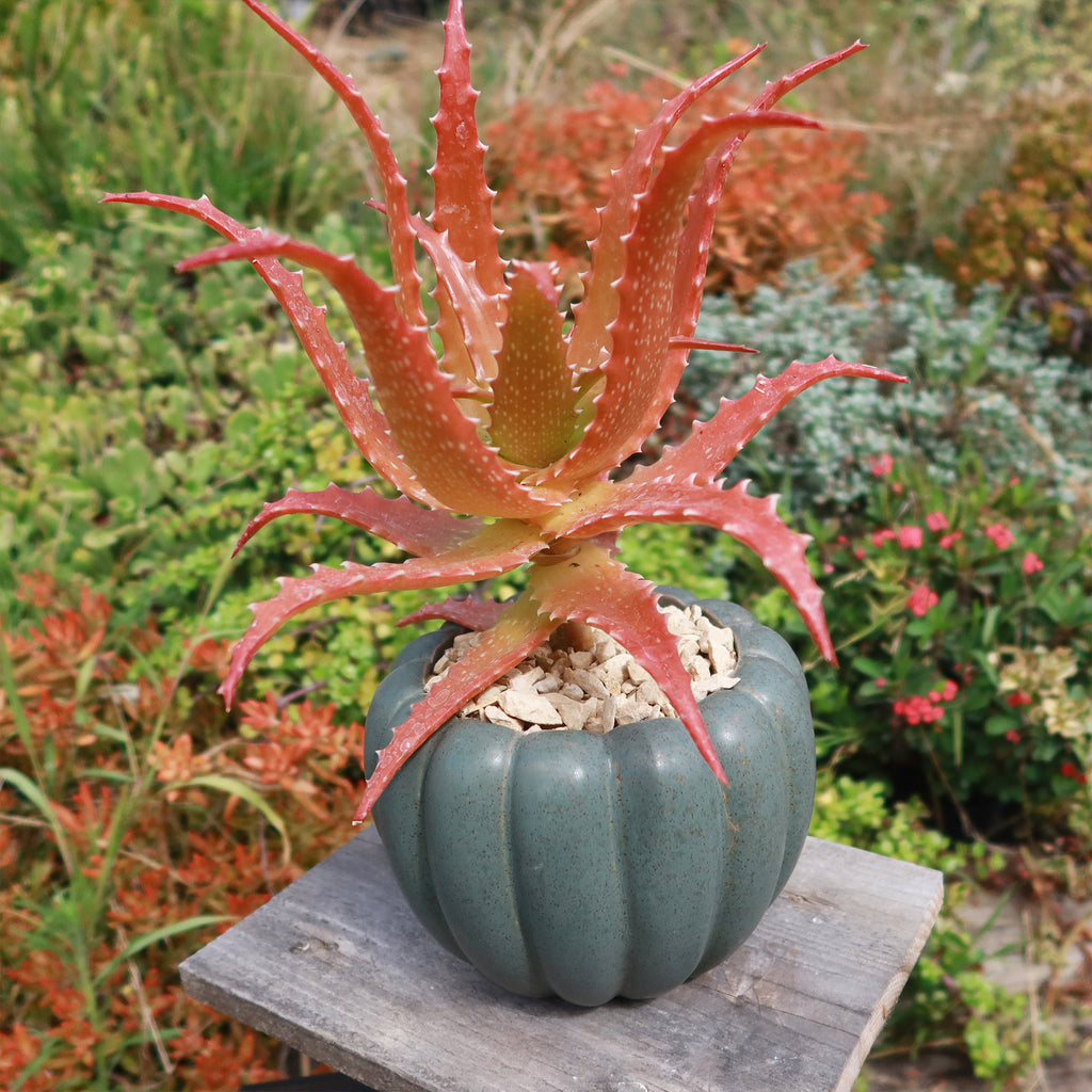 Weathered Hunter Green Pumpkin Pot