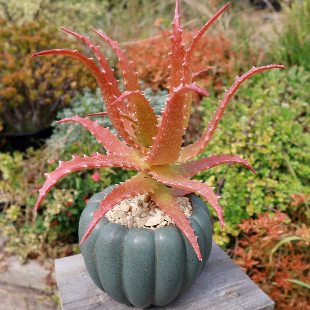 Weathered Hunter Green Pumpkin Pot