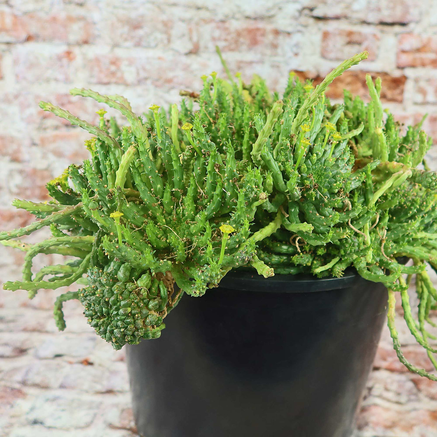 Medusa Head Plant 'Euphorbia flanaganii'