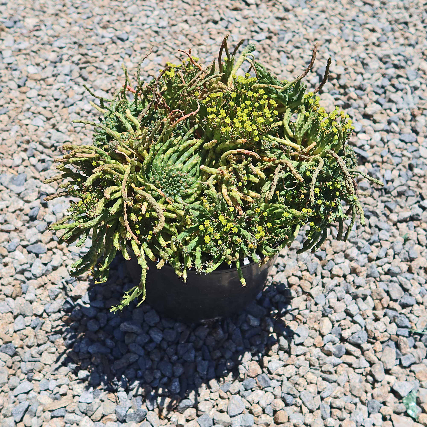 Medusa Head Plant 'Euphorbia flanaganii'