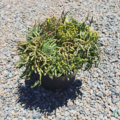 Medusa Head Plant 'Euphorbia flanaganii'