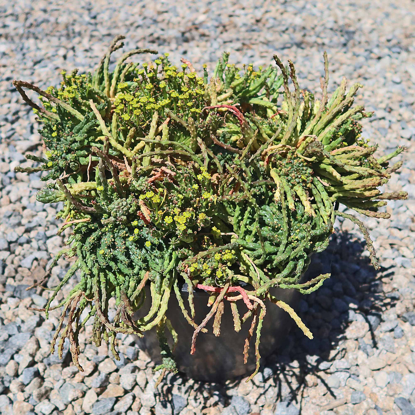 Medusa Head Plant 'Euphorbia flanaganii'
