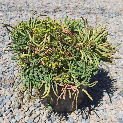 Medusa Head Plant 'Euphorbia flanaganii'