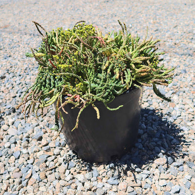 Medusa Head Plant 'Euphorbia flanaganii'