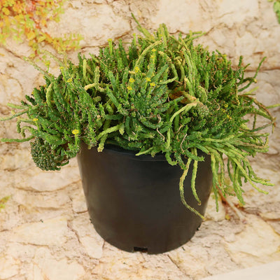 Medusa Head Plant 'Euphorbia flanaganii'