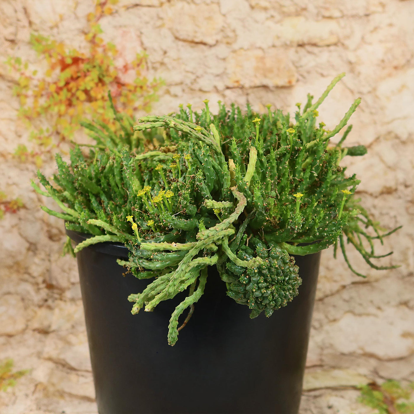 Medusa Head Plant 'Euphorbia flanaganii'