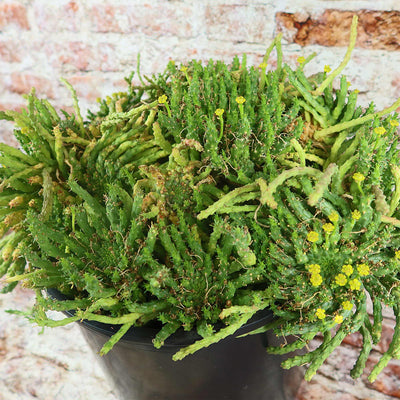 Medusa Head Plant 'Euphorbia flanaganii'