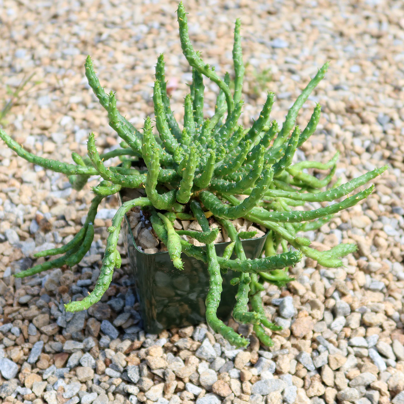 Medusa Head Plant 'Euphorbia flanaganii'