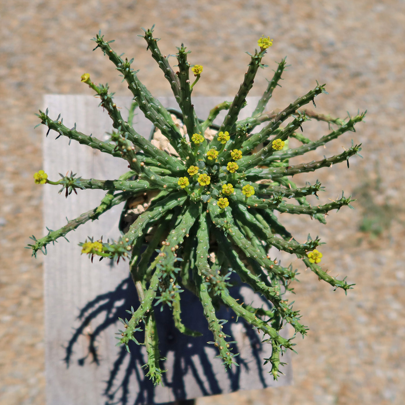 Medusa Head Plant 'Euphorbia flanaganii'