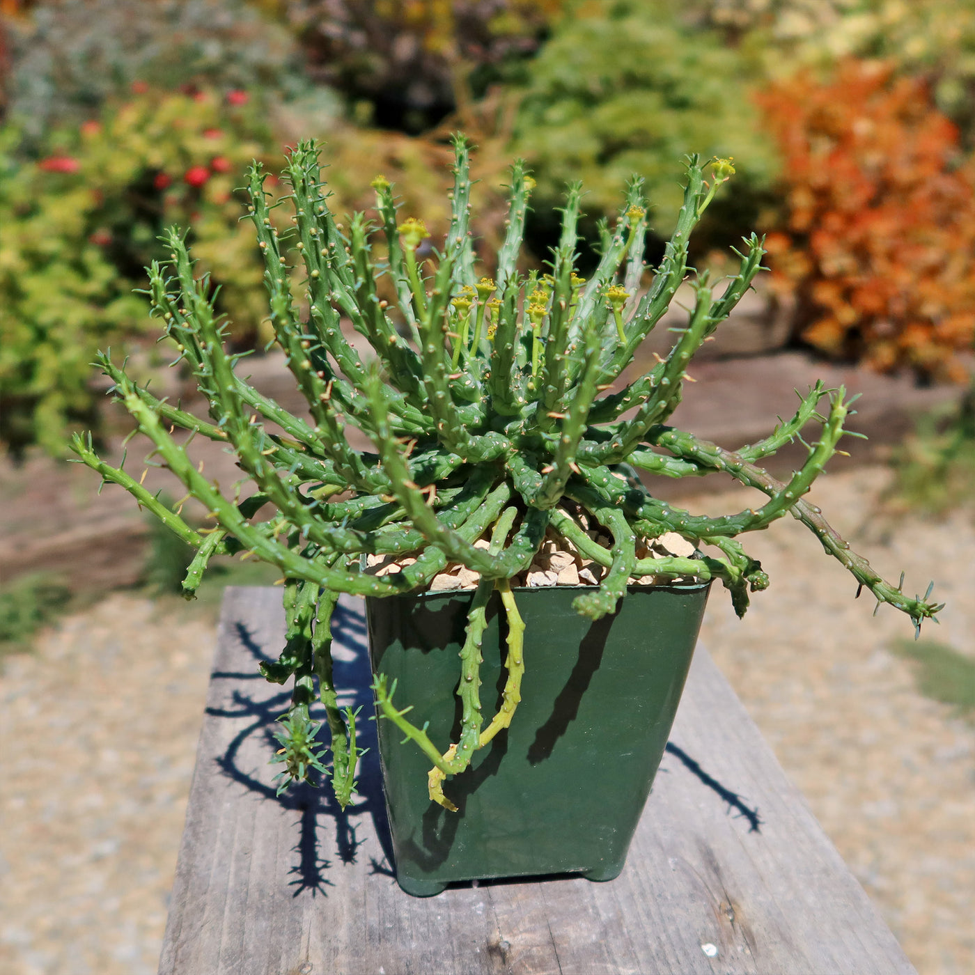 Medusa Head Plant 'Euphorbia flanaganii'