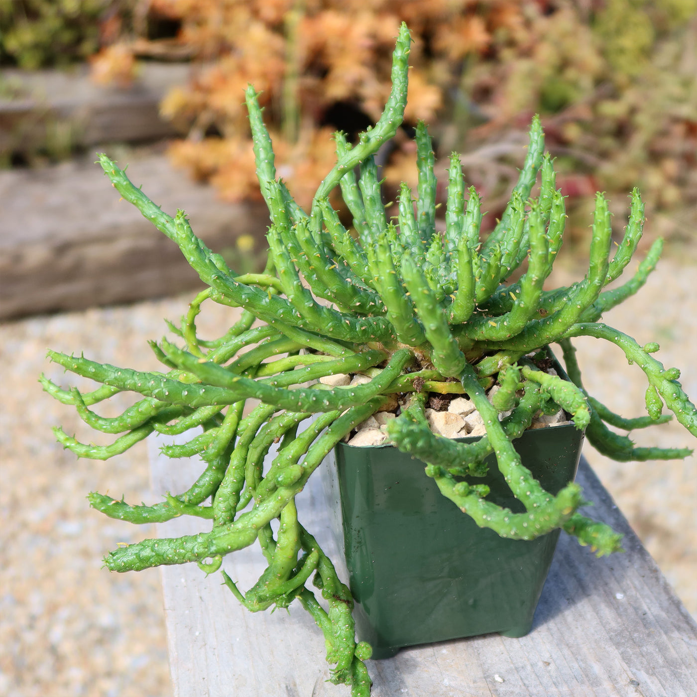 Medusa Head Plant 'Euphorbia flanaganii'